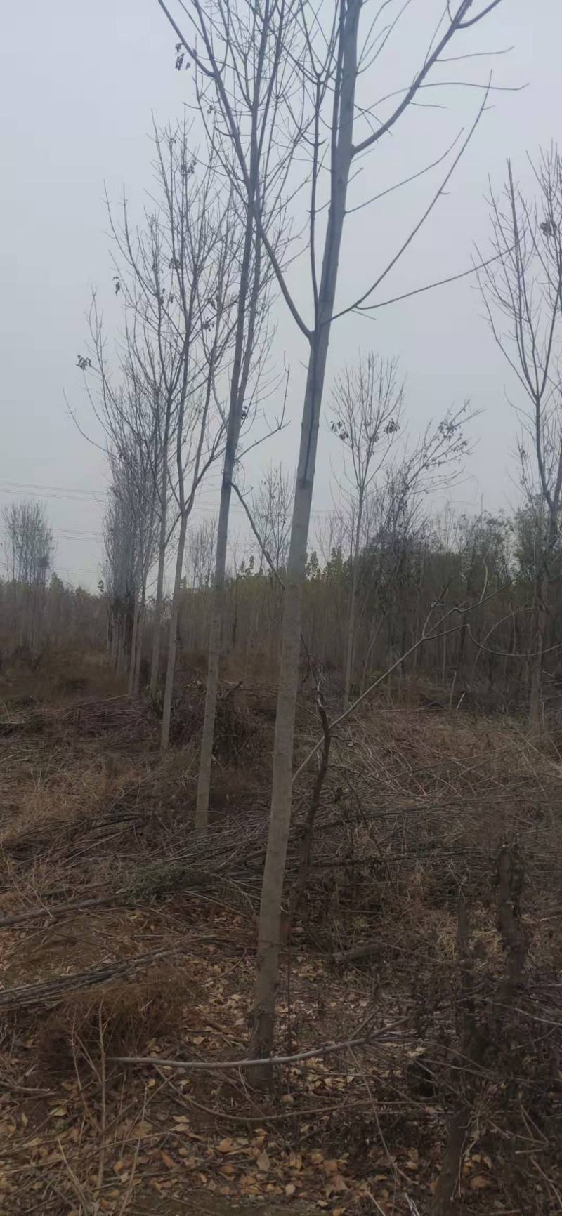 白蜡，速生白蜡4公分，五公分，六公分，8公分10公分。