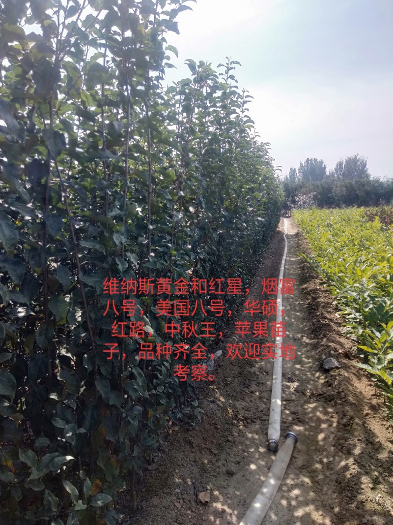 众成1号，美国八号，红路，新红星，苹果苗子，品种齐全。