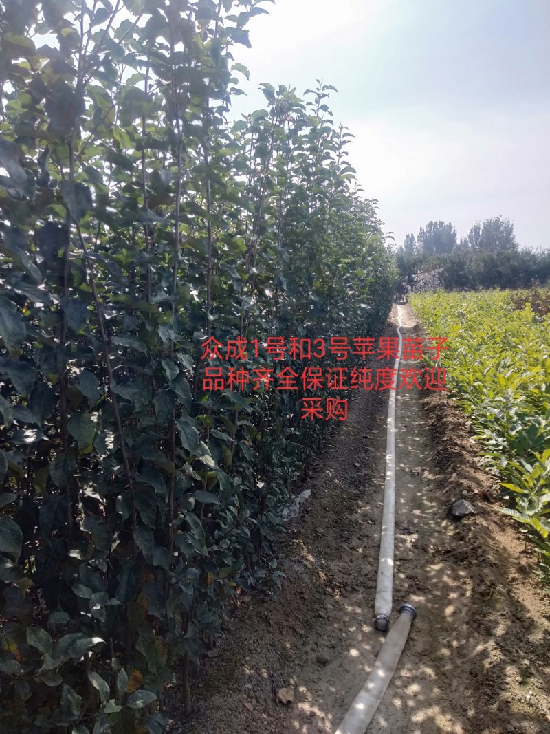 众成1号，美国八号，红路，新红星，苹果苗子，品种齐全。