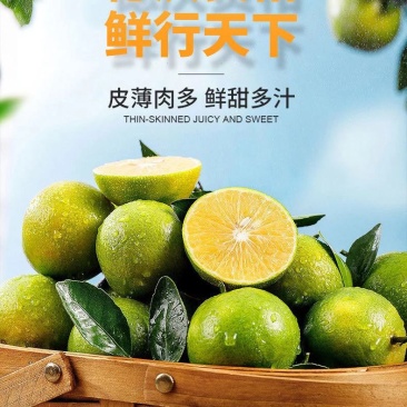 【精品】真正德庆贡柑皇帝柑甜度16电商微商一件代发
