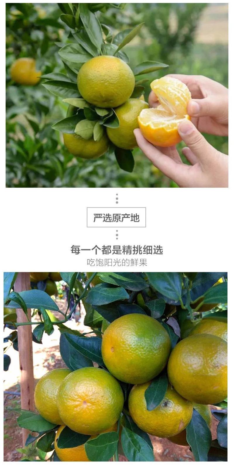 【精品】真正德庆贡柑皇帝柑甜度16电商微商一件代发