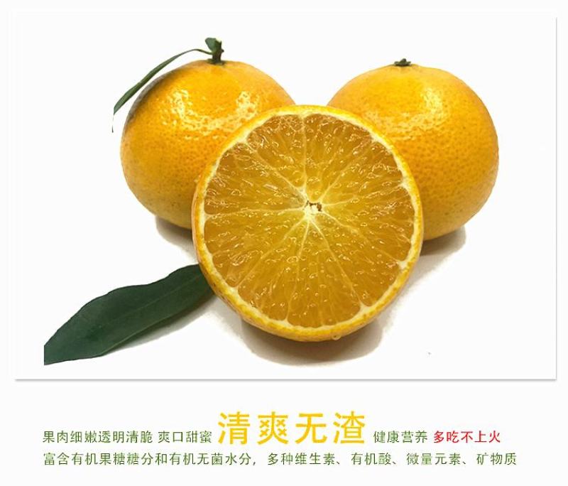 【精品】真正德庆贡柑皇帝柑甜度16电商微商一件代发