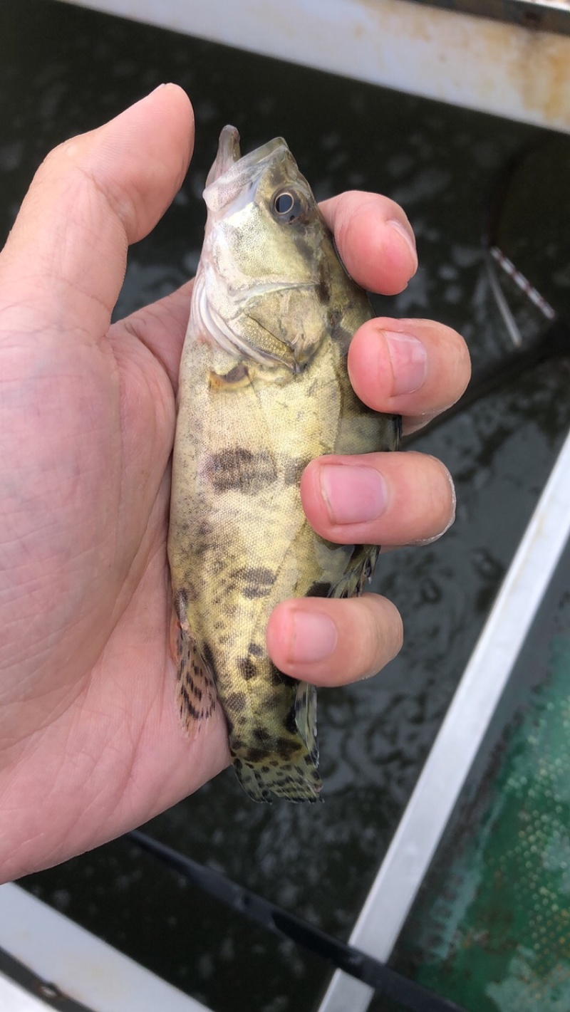 桂鱼苗.鳜鱼苗.桂花鱼苗.水产种苗养殖.淡水鱼苗