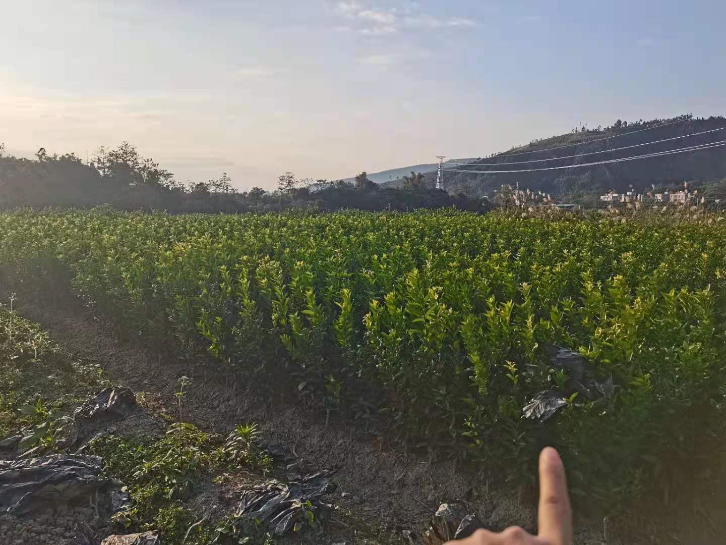 沙糖桔苗种植现场