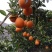 秭归纽荷尔皮薄汁多口感甜蜜一手货源产地现摘现发
