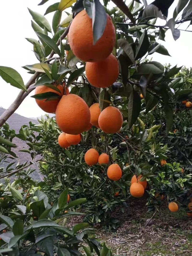 秭归纽荷尔皮薄汁多口感甜蜜一手货源产地现摘现发