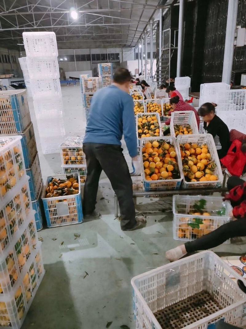 秭归纽荷尔皮薄汁多口感甜蜜一手货源产地现摘现发