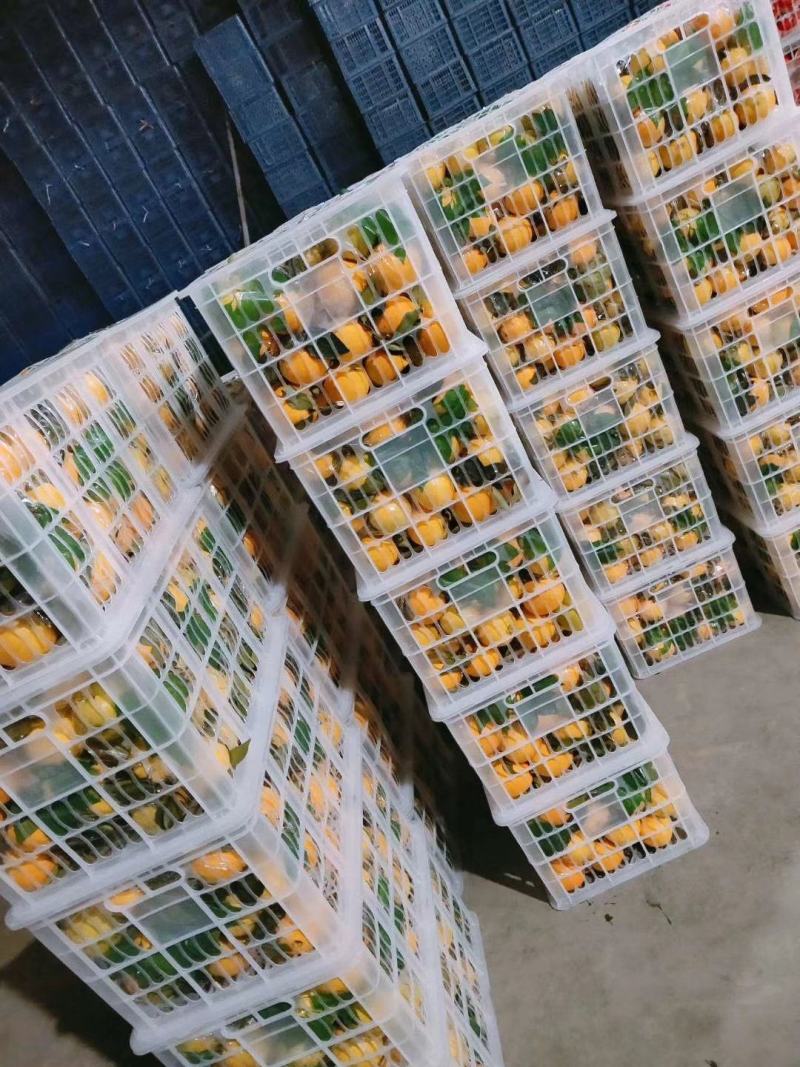 秭归纽荷尔皮薄汁多口感甜蜜一手货源产地现摘现发