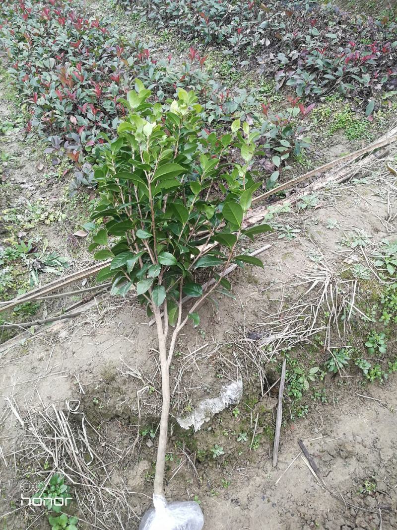（聚便宜）盆景庭院绿植花卉移栽七星绣球茶花
