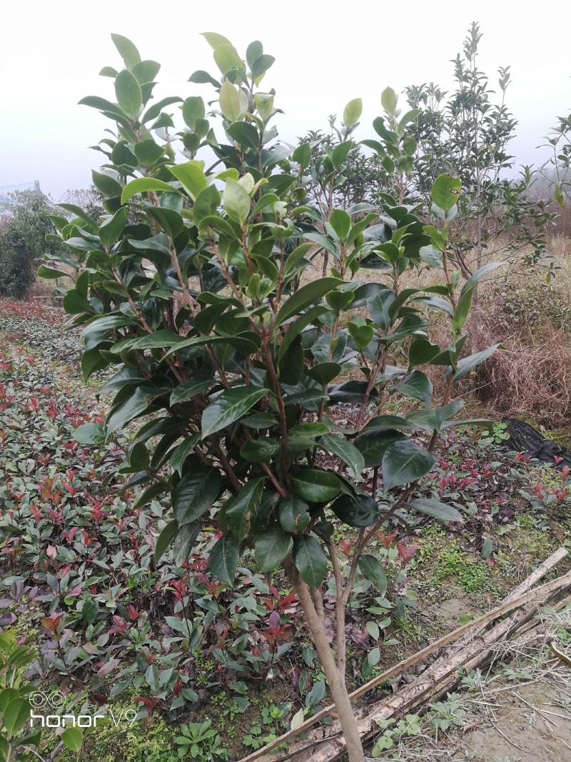 （聚便宜）盆景庭院绿植花卉移栽七星绣球茶花