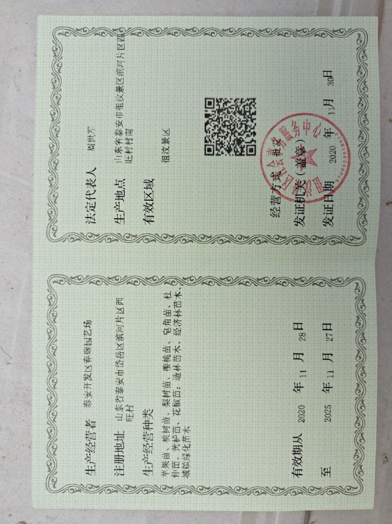 花椒苗大红袍花椒苗现挖现发保质量保湿邮寄包邮