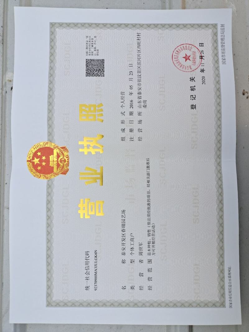 刺槐树苗，刺槐苗基地发货，根系发达易成活包邮