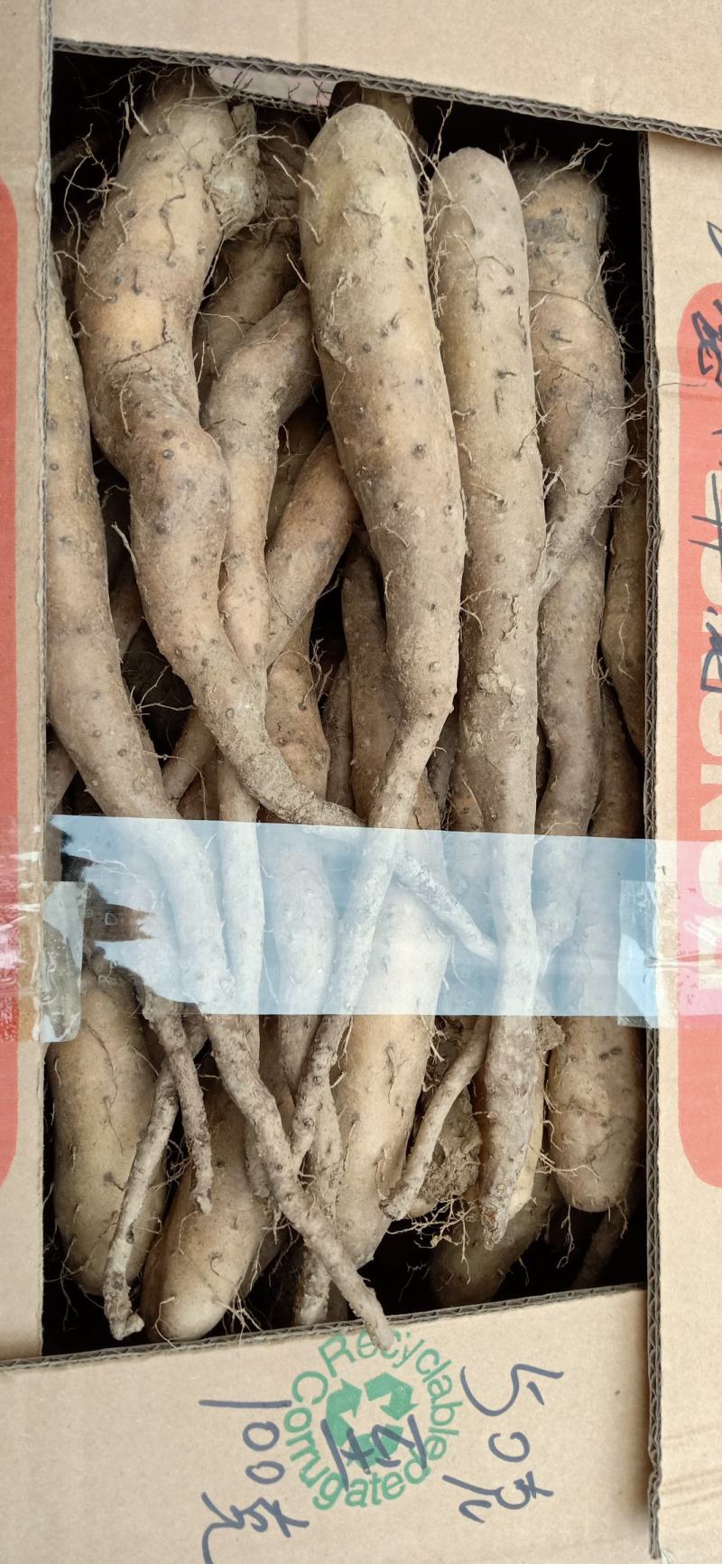 白玉种苗，嘴子，大量现货