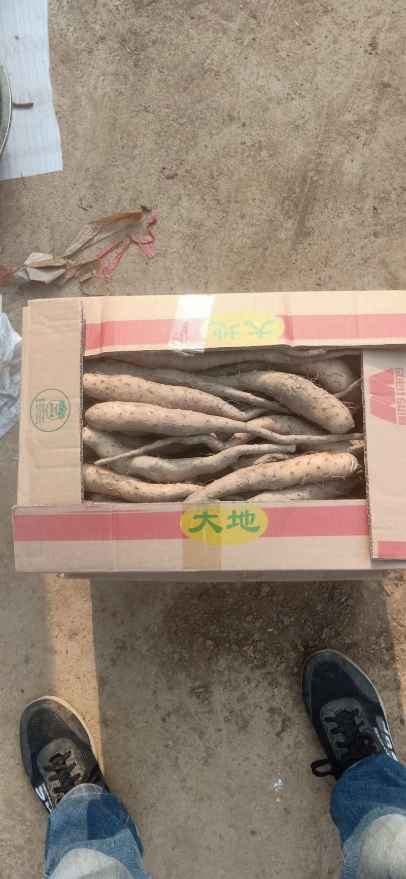 白玉种苗，嘴子，大量现货