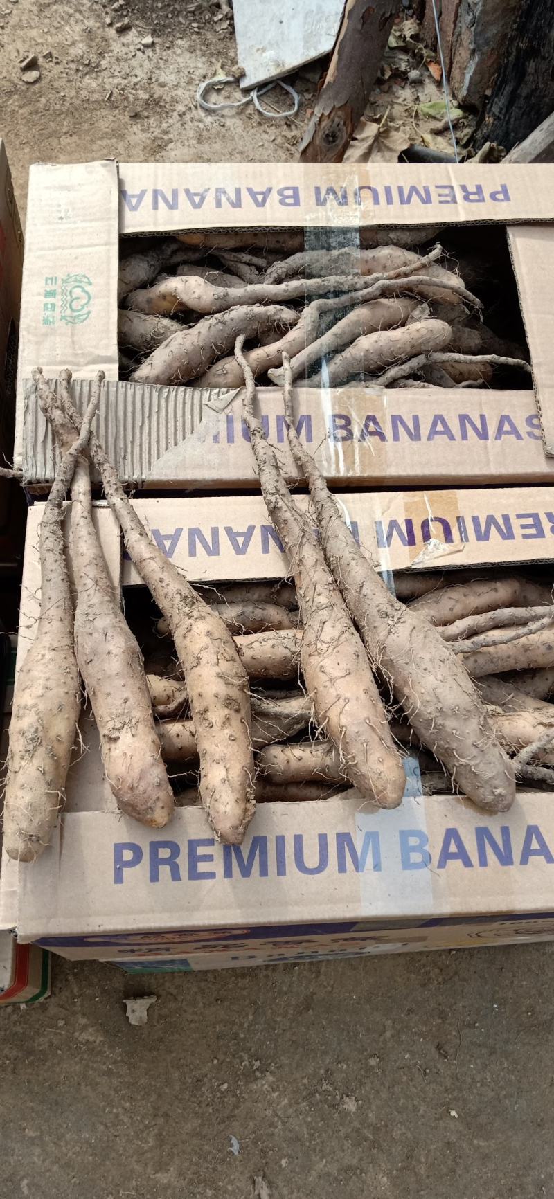白玉种苗，嘴子，大量现货