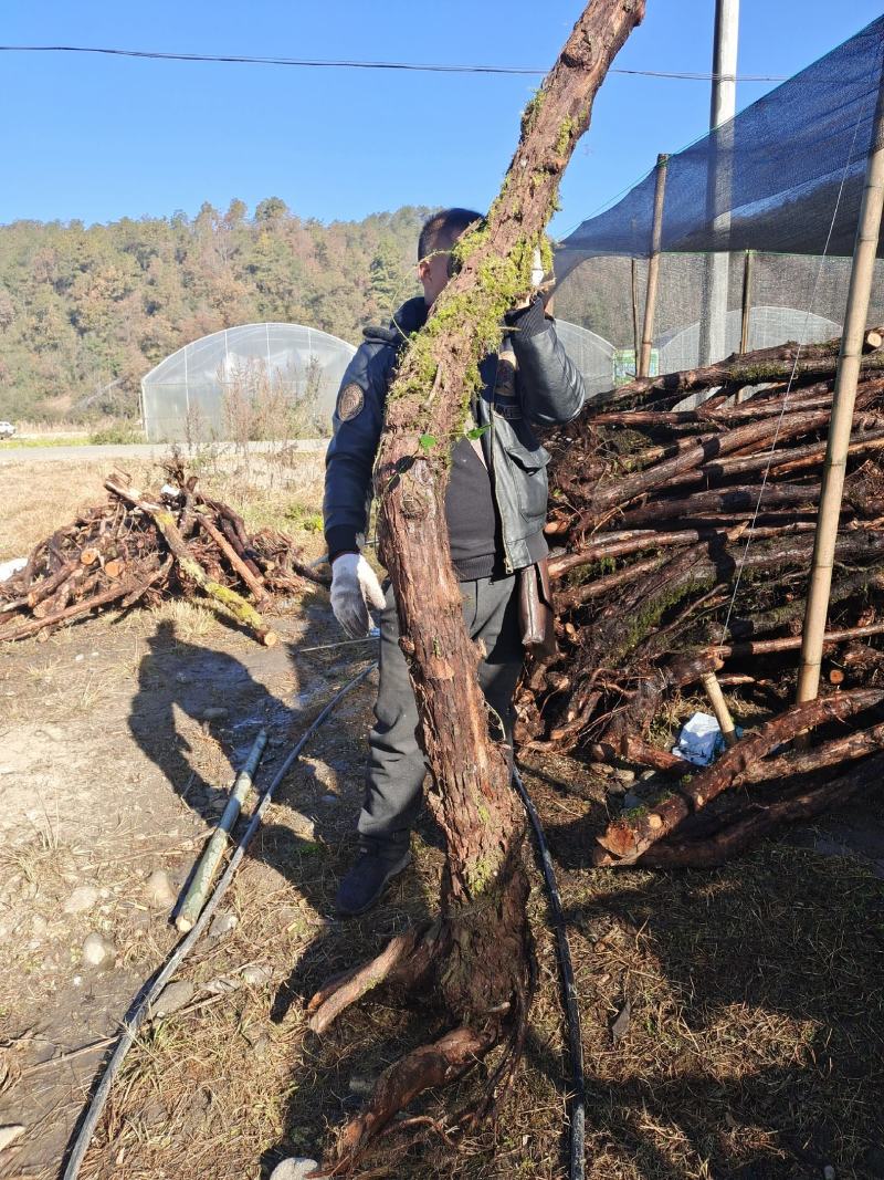 云南野生山木香精品下山桩