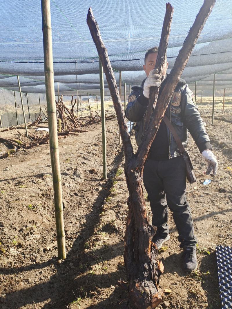云南野生山木香精品下山桩