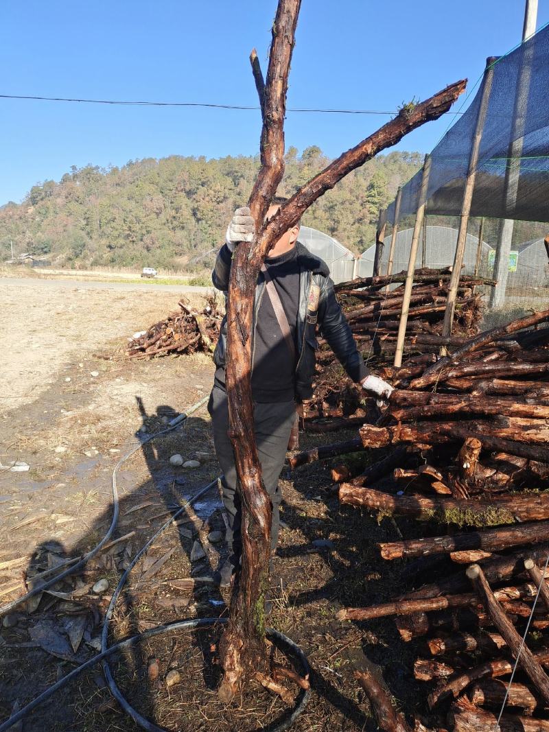 云南野生山木香精品下山桩