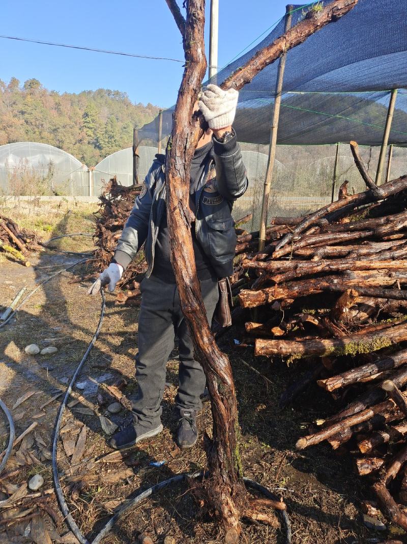 云南野生山木香精品下山桩