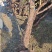 云南野生山木香精品下山桩