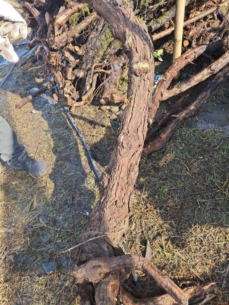 云南野生山木香精品下山桩