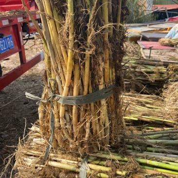芦苇苗，出售与种植承接湿地绿化，河道治理等工程