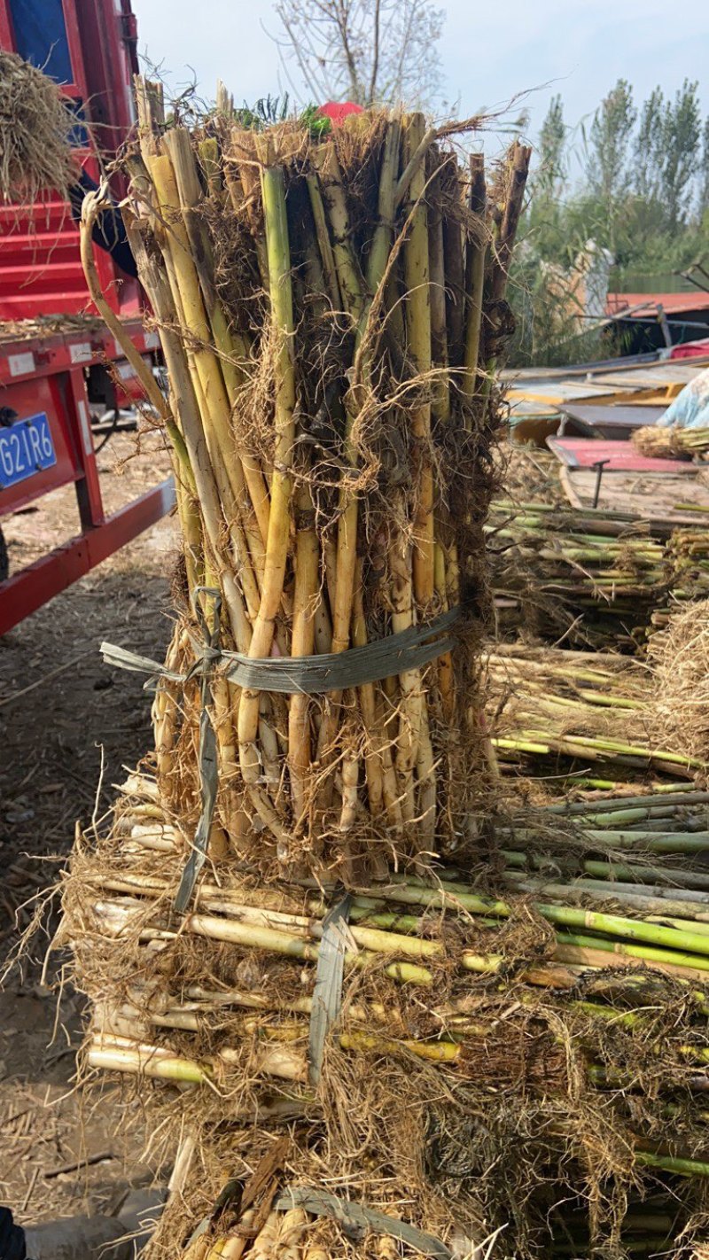芦苇苗，出售与种植承接湿地绿化，河道治理等工程