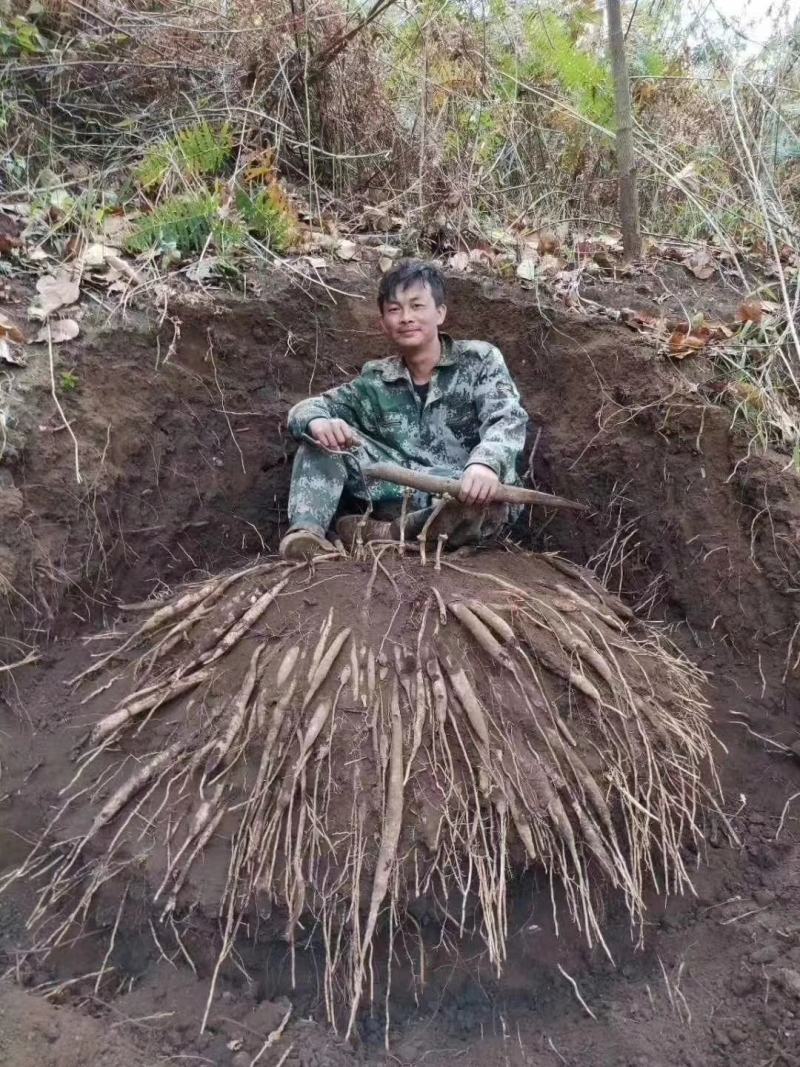 百部苗广西百部苗优质高产基地直供南药园技术回收