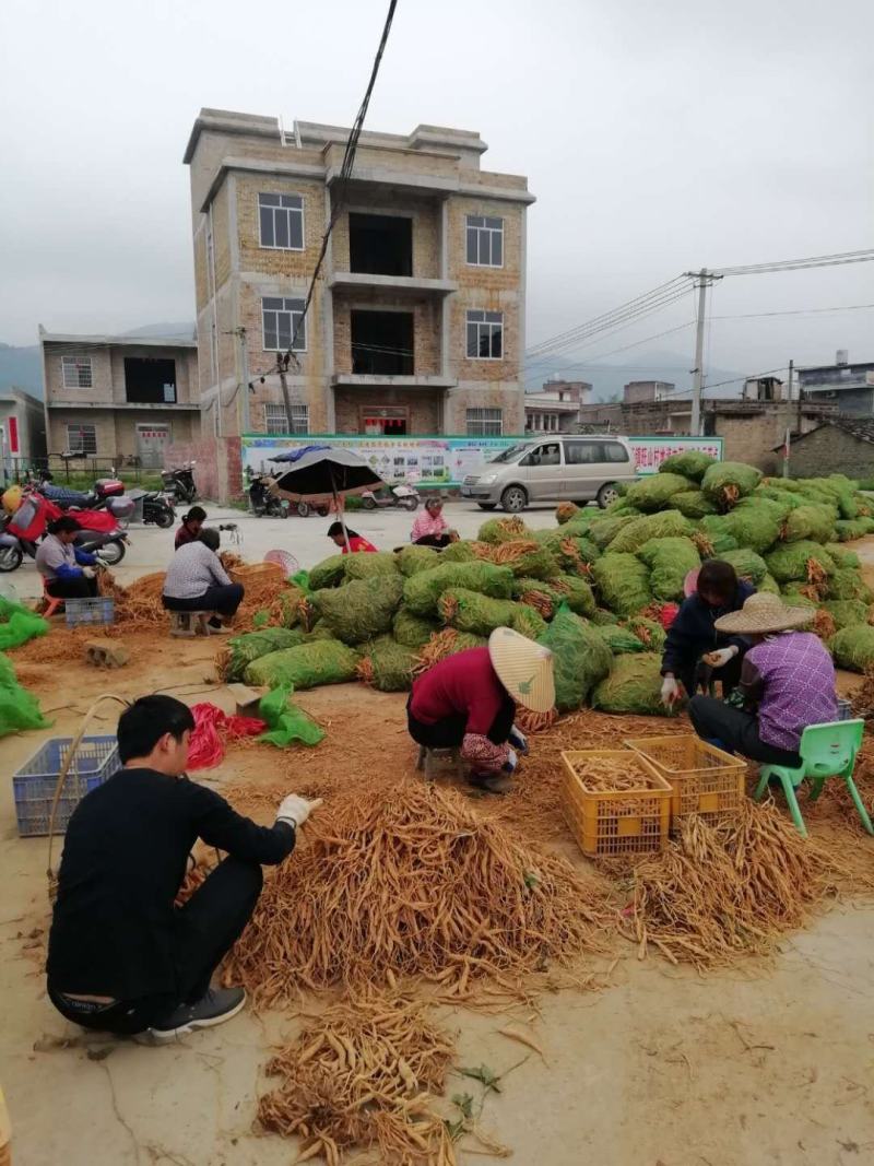 百部苗广西百部苗优质高产基地直供南药园技术回收
