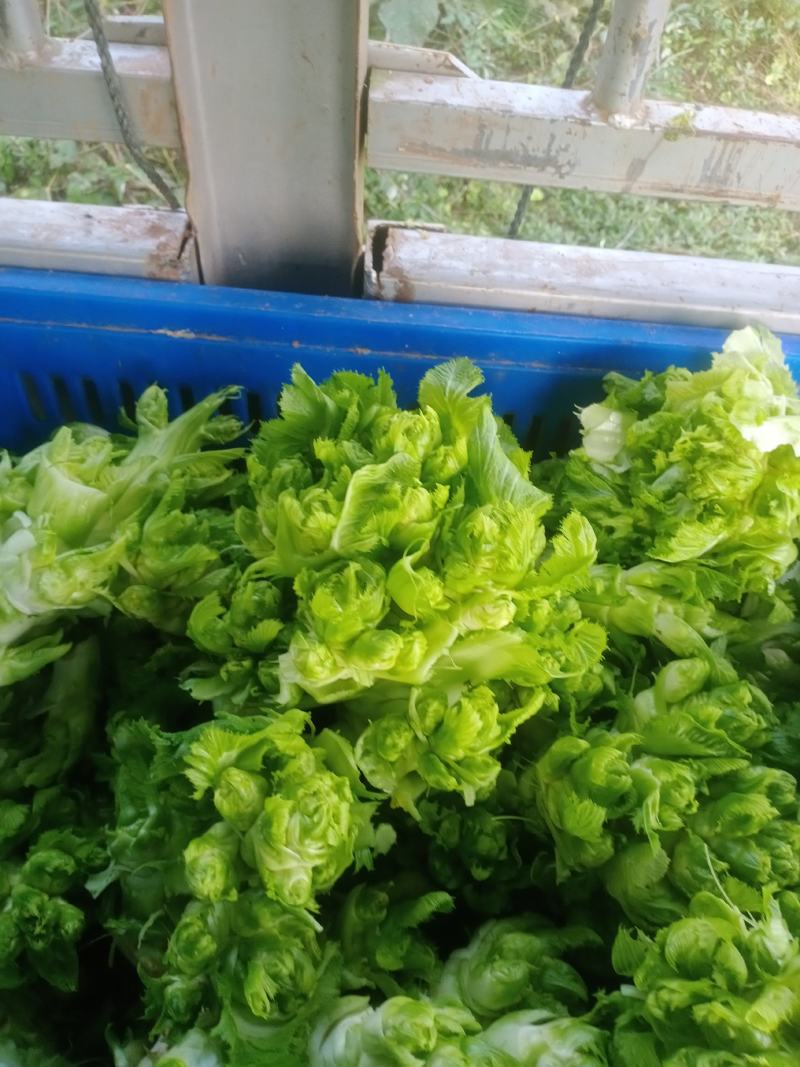 儿菜好的很哟毛菜毛菜要的来哟