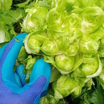 儿菜好的很哟毛菜毛菜要的来哟