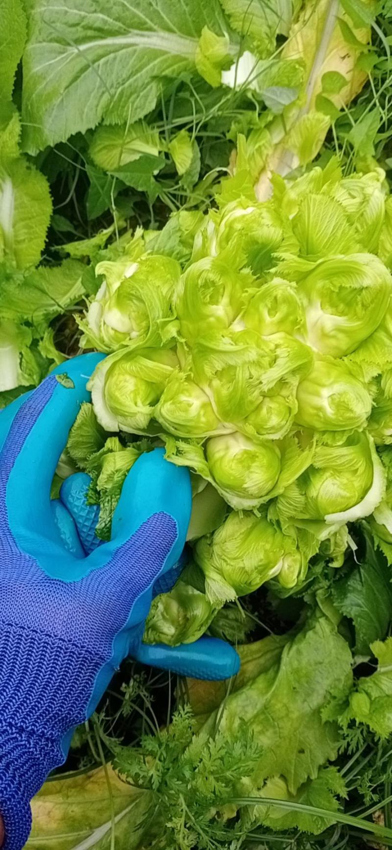 儿菜好的很哟毛菜毛菜要的来哟