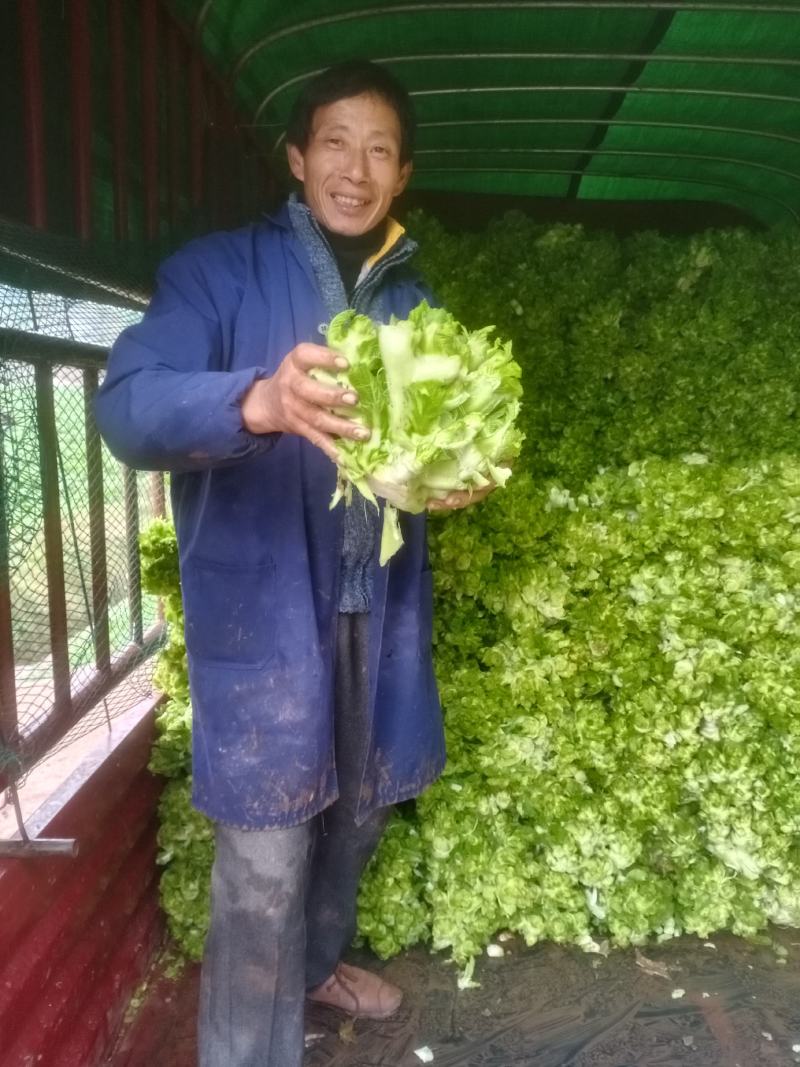 儿菜好的很哟毛菜毛菜要的来哟
