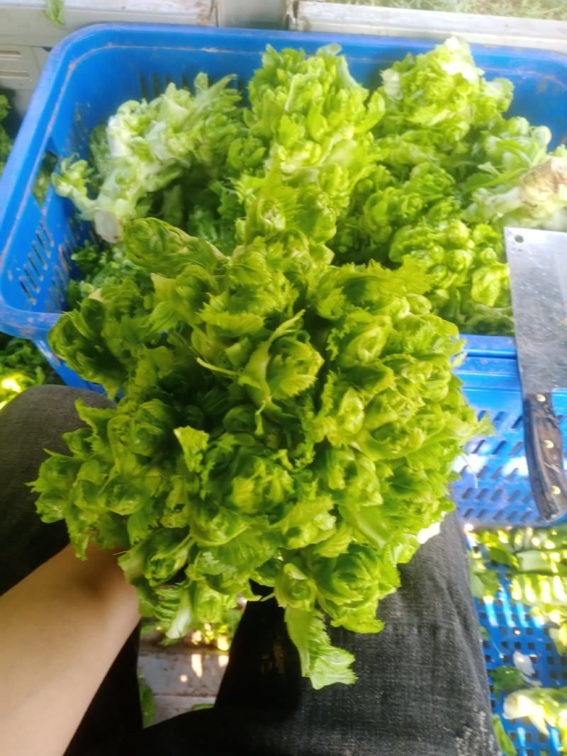 儿菜好的很哟毛菜毛菜要的来哟