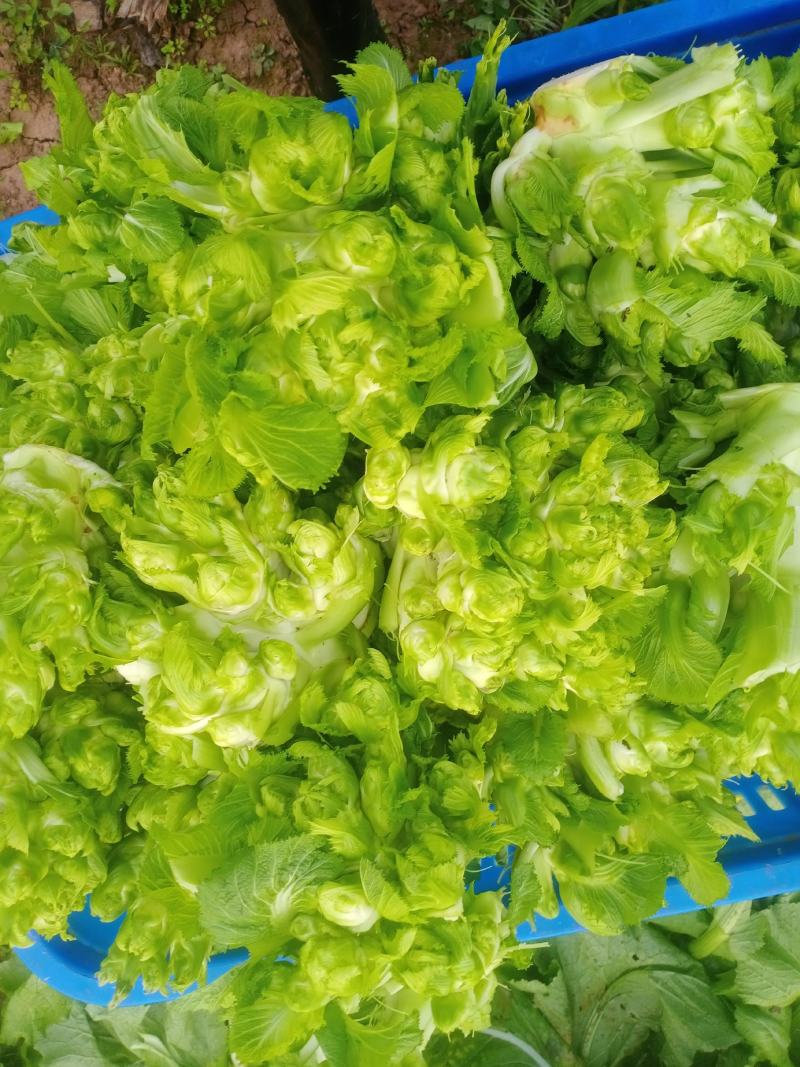 儿菜好的很哟毛菜毛菜要的来哟