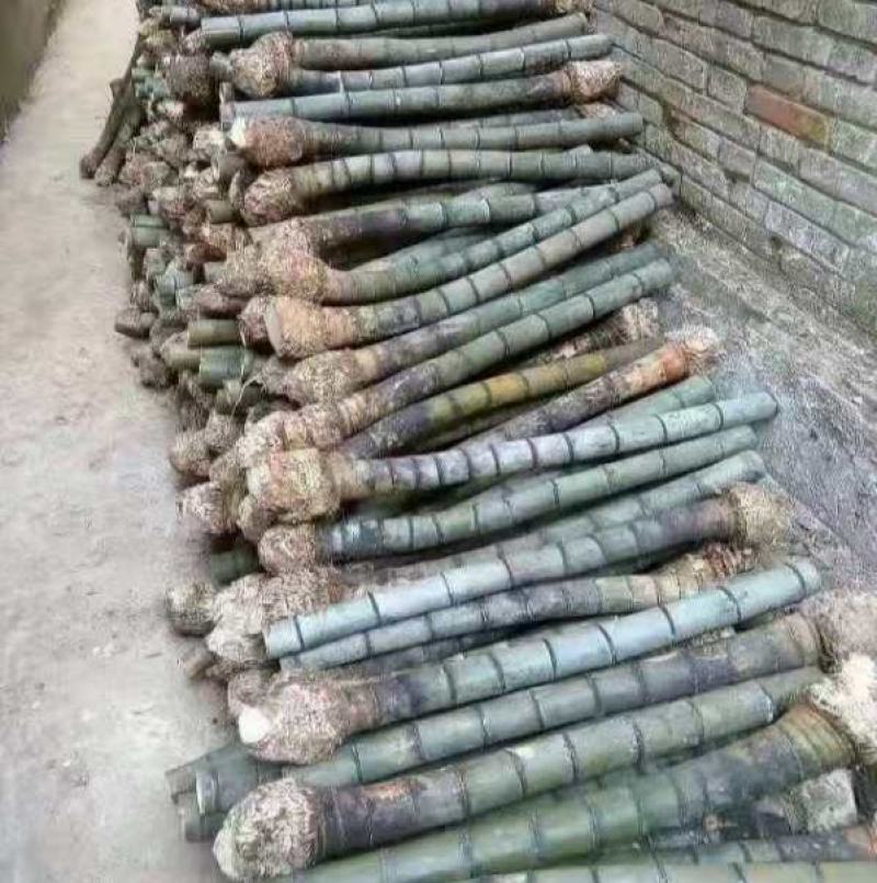 烟筒竹，老楠竹，老竹兜，三年以上竹，够老够靓，，