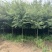 榉树苗红榉木树苗血榉小苗红举举树黄榉日本占地朴树大树小叶