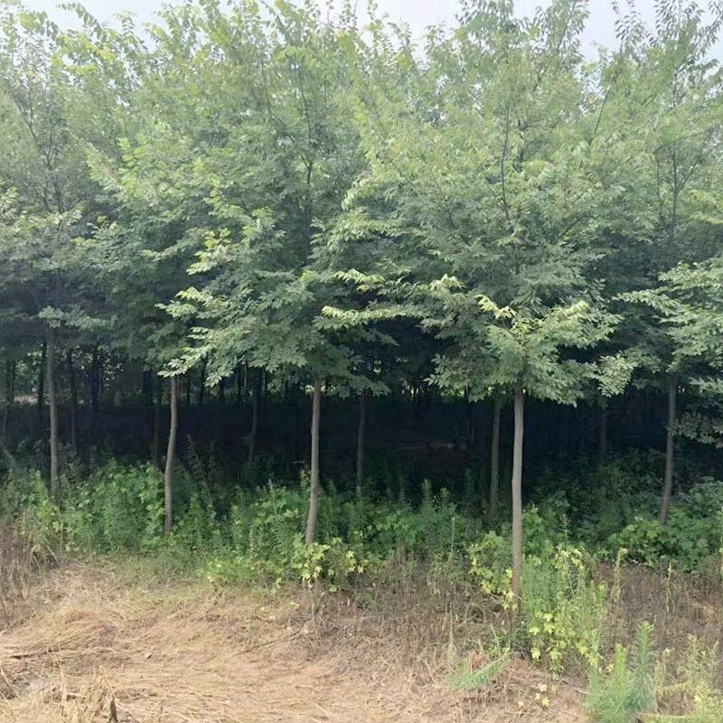榉树苗红榉木树苗血榉小苗红举举树黄榉日本占地朴树大树小叶