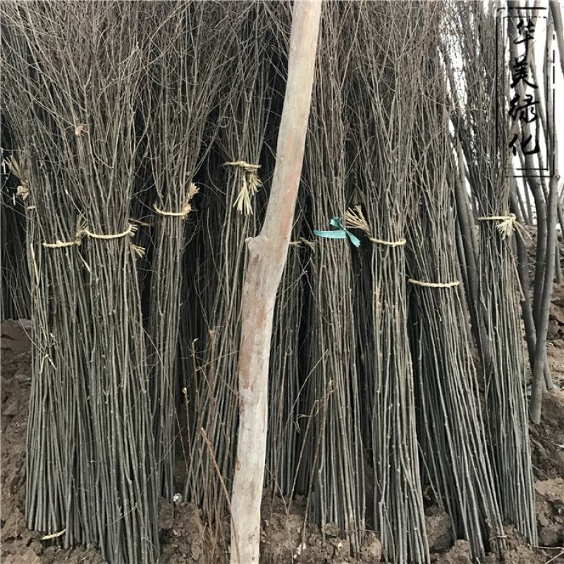 榉树苗红榉木树苗血榉小苗红举举树黄榉日本占地朴树大树小叶