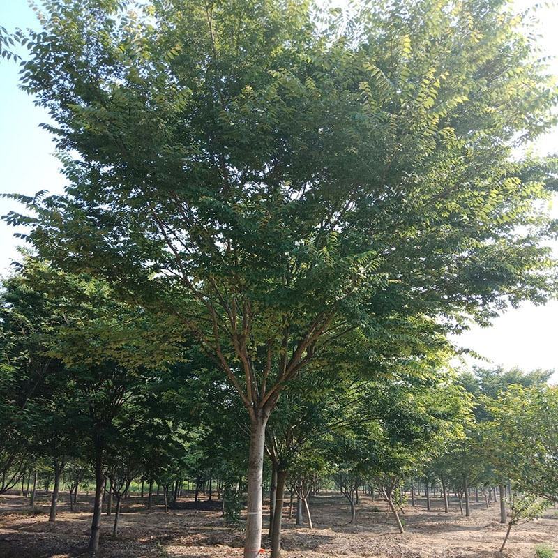 榉树苗红榉木树苗血榉小苗红举举树黄榉日本占地朴树大树小叶