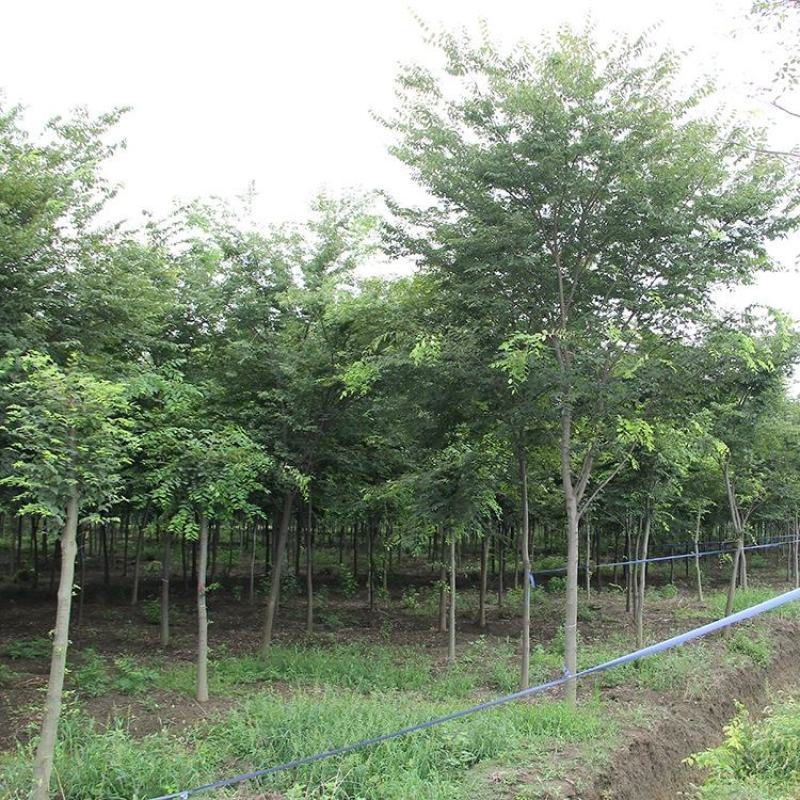榉树苗红榉木树苗血榉小苗红举举树黄榉日本占地朴树大树小叶