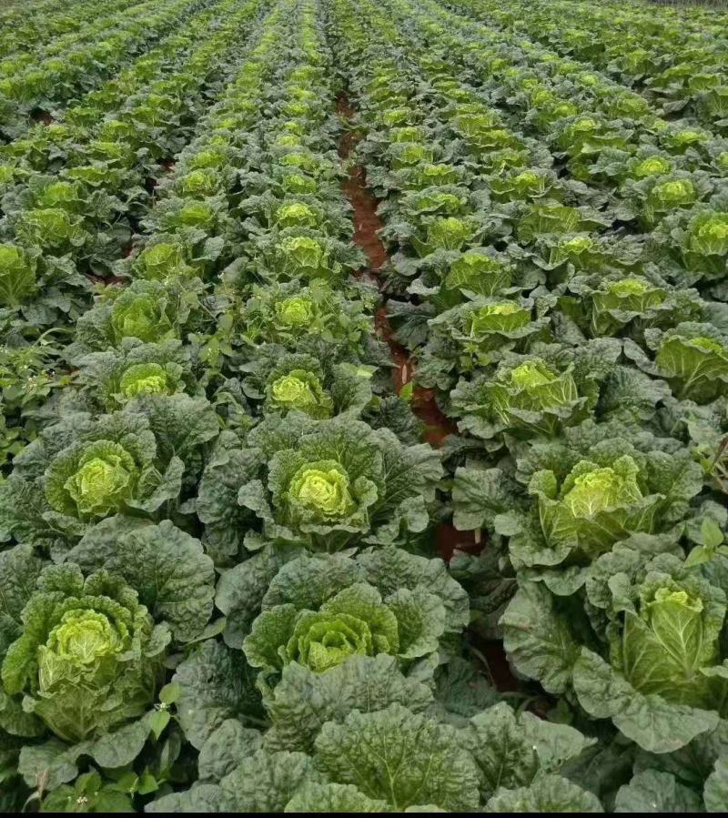 （热销）大白菜4斤左右，株高30厘米，现砍现卖，新鲜出炉
