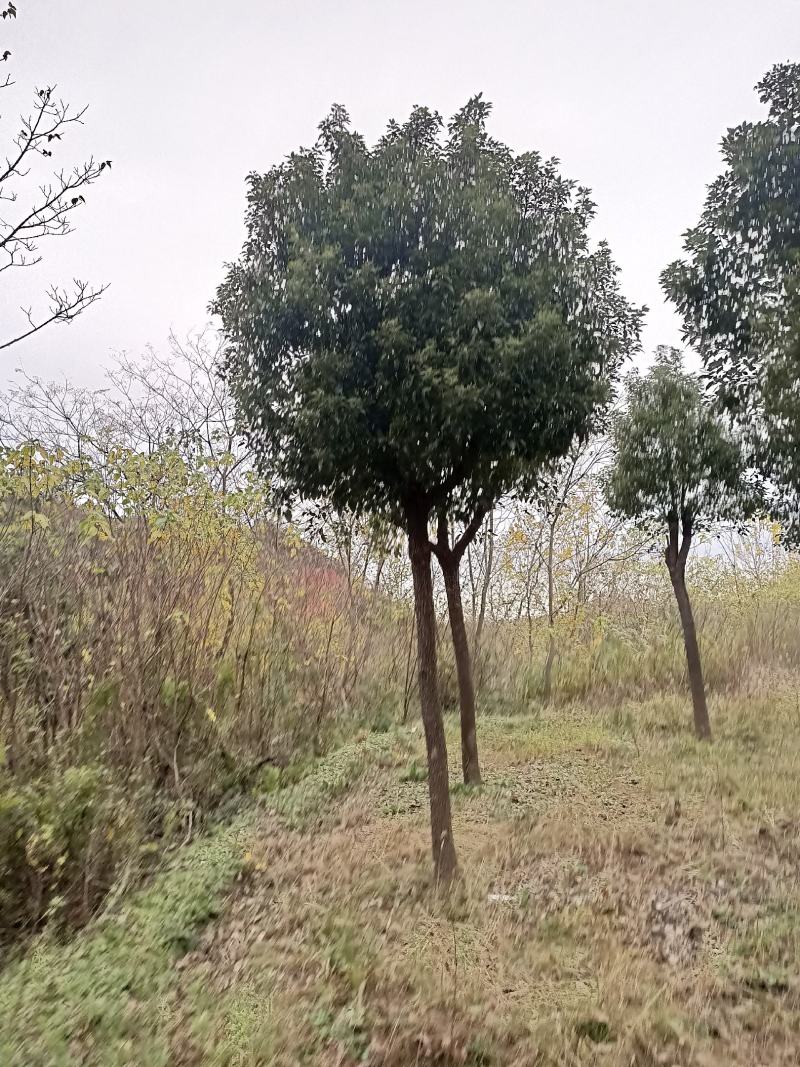 湖北精品樟树大量供应各种规格都有欢迎咨询