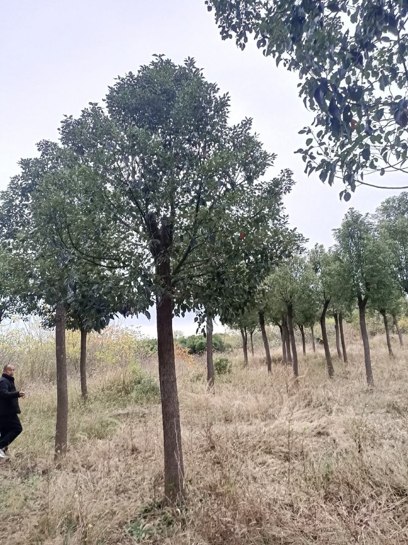 湖北精品樟树大量供应各种规格都有欢迎咨询