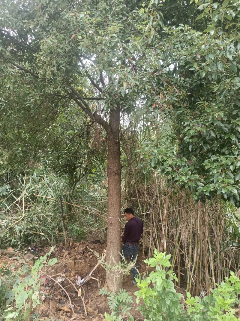 湖北精品樟树大量供应各种规格都有欢迎咨询