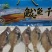 一手货源，鲅鱼干，鳗鱼干，长脖干，花鱼干，刀鱼，安康干，