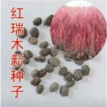 销售苗木种子红瑞木种子凉子木红马球种子绿化色块苗