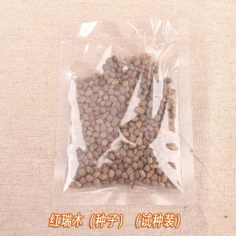 销售苗木种子红瑞木种子凉子木红马球种子绿化色块苗