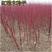 销售苗木种子红瑞木种子凉子木红马球种子绿化色块苗