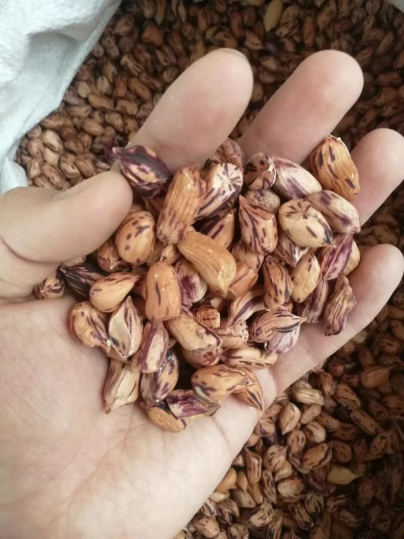 【优质】各类带壳花生种子新种子质量好产品全产量高